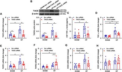 Reducing brain TACE activity improves neuroinflammation and cardiac function in heart failure rats